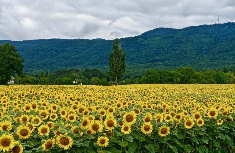 芳賀町の空き家、農地売買はお任せ！